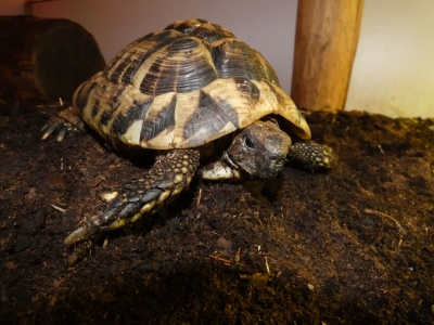 Hermann's tortoise - De Zonnegloed - Animal park - Animal refuge centre 